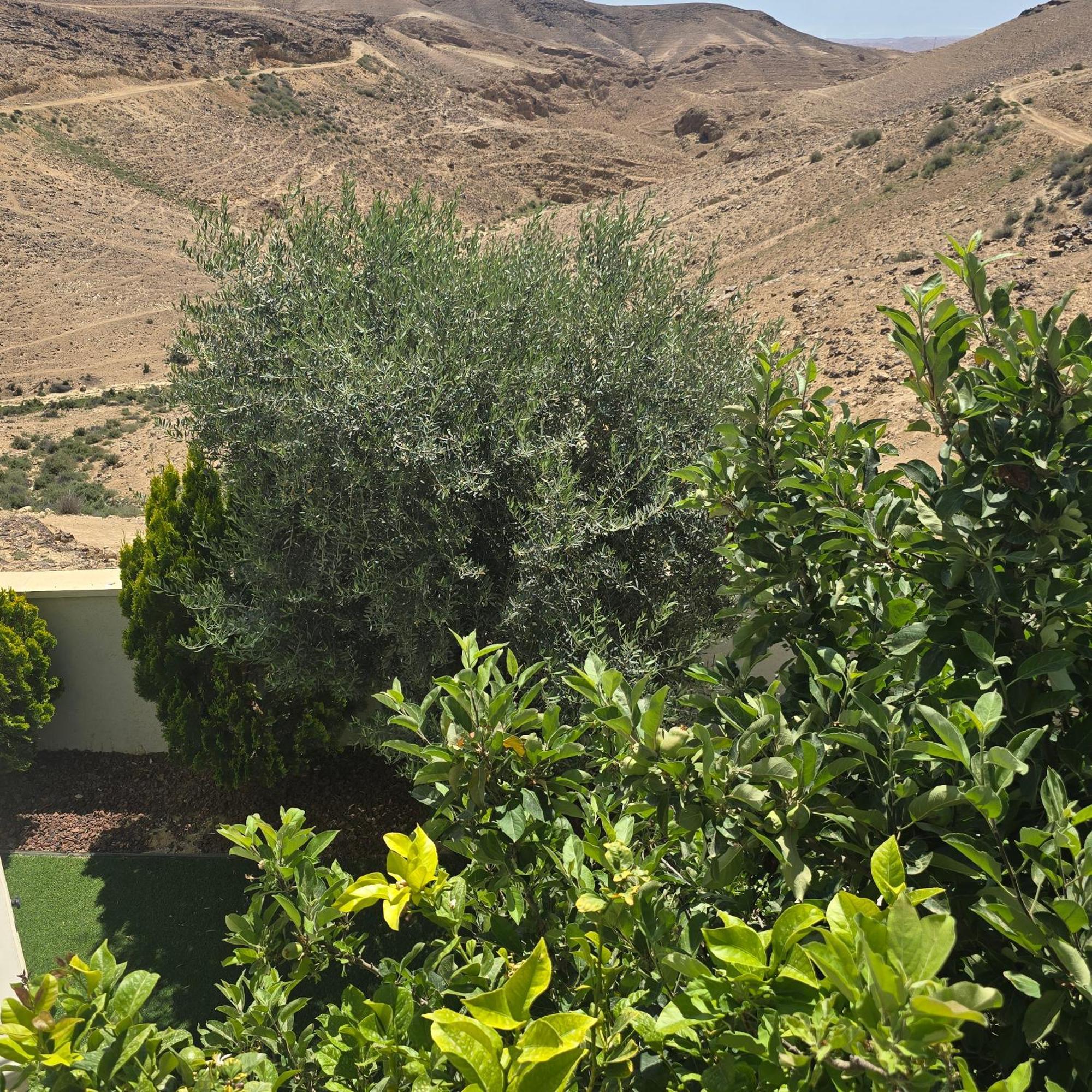 " Arada " Luxury House Βίλα Εξωτερικό φωτογραφία